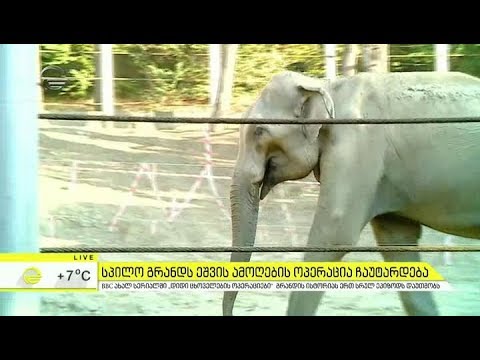 სპილო გრანდს ეშვის ამოღების ოპერაცია ჩაუტარდება