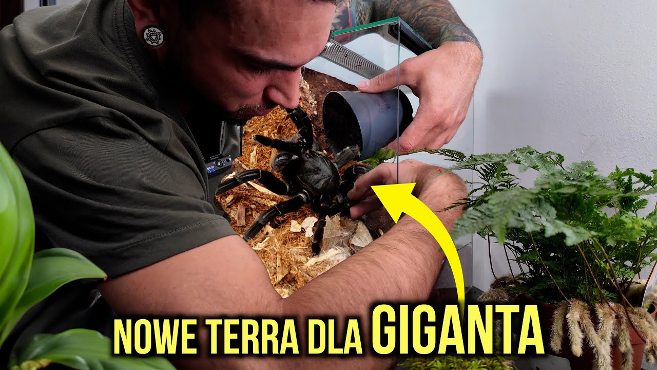 Całkiem NOWE tropiki dla NAJWIĘKSZEGO ptasznika 😍