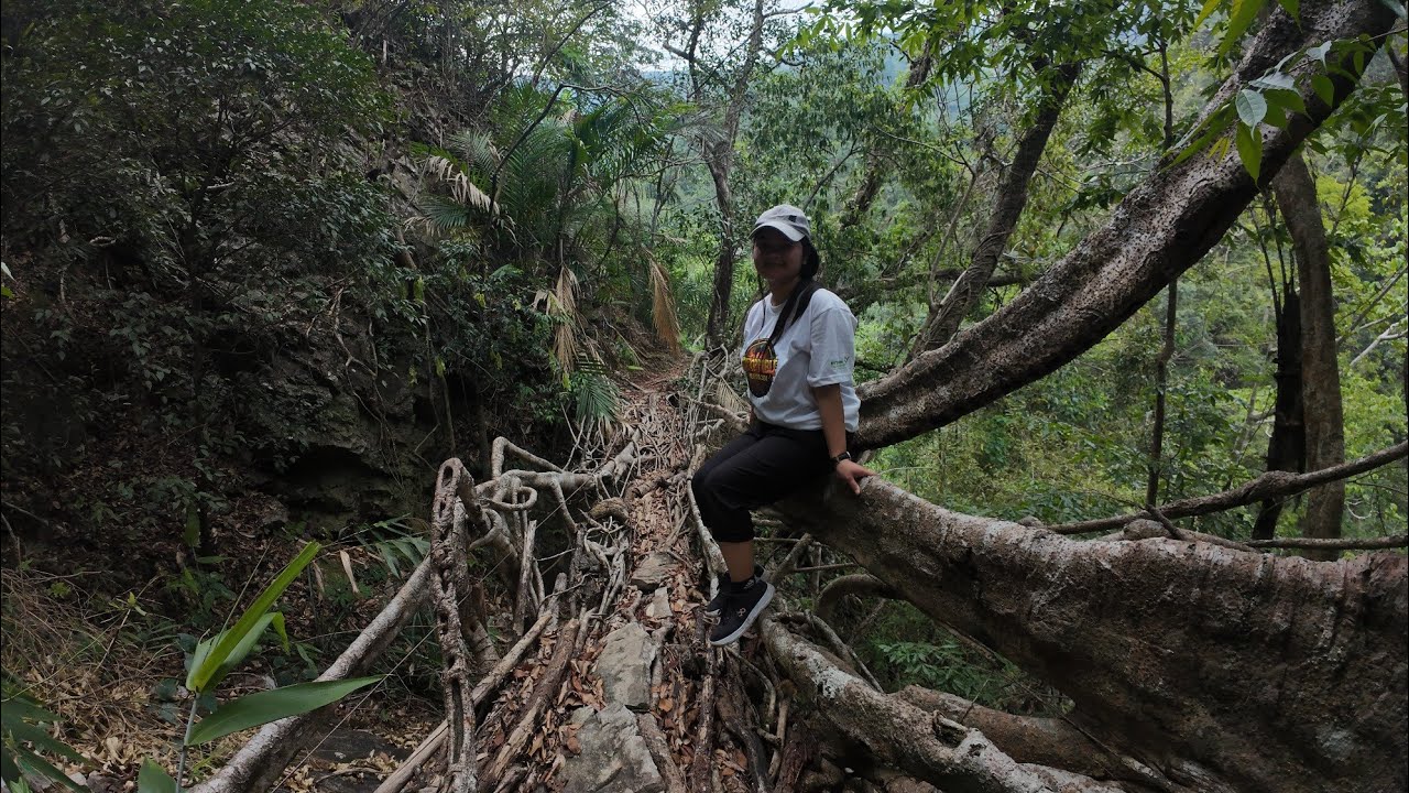 Ka shnong ba buntam ki Jingkieng Jri/Living Root Bridge Village with most numbers #livingrootbridge