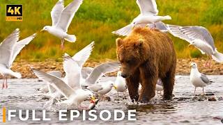 WILD TAIGA | Siberia’s Most Ruthless Predators | Nature Animal Documentary