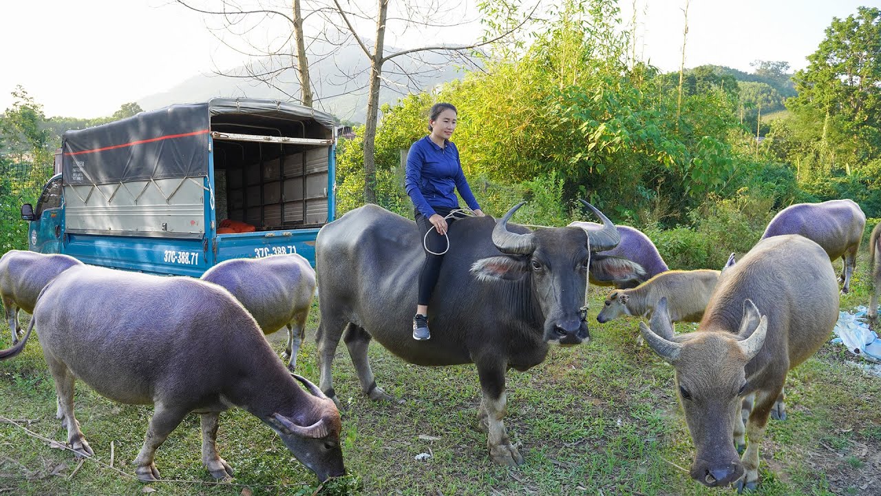 Buy Many Buffaloes From Farmers Go To Sell At Countryside - Use Truck To Transport Buffaloes