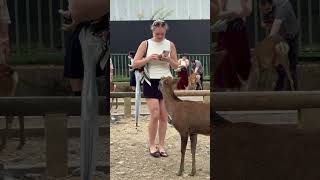 鹿に大盤振る舞いの外国人観光客🫎NARA  PARK
