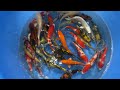 2022 MHO 202 Maruhiro Small Nisai Mix 18 23 Cm SAMPLE 