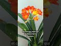 Clivia en fleur 🌺 juste magnifique !