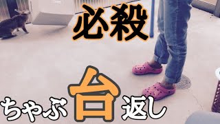 【連続発動】ちゃぶ台返しの達人ウサギ #255