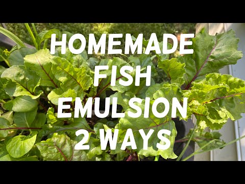 Video: Emulsione di pesce fatta in casa: come usare l'emulsione di pesce in giardino