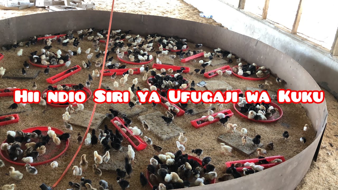 SIRI YA UFUGAJI WA KUKU Episode 2       #banda #farming #poultryfarming #chicken #farmlife #farming