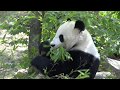 Young Pandas with Mum at Vienna Zoo - September 2017