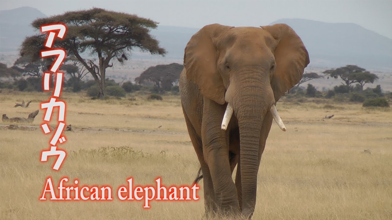 アフリカゾウ African Elephant アフリカ ケニア サファリ Youtube
