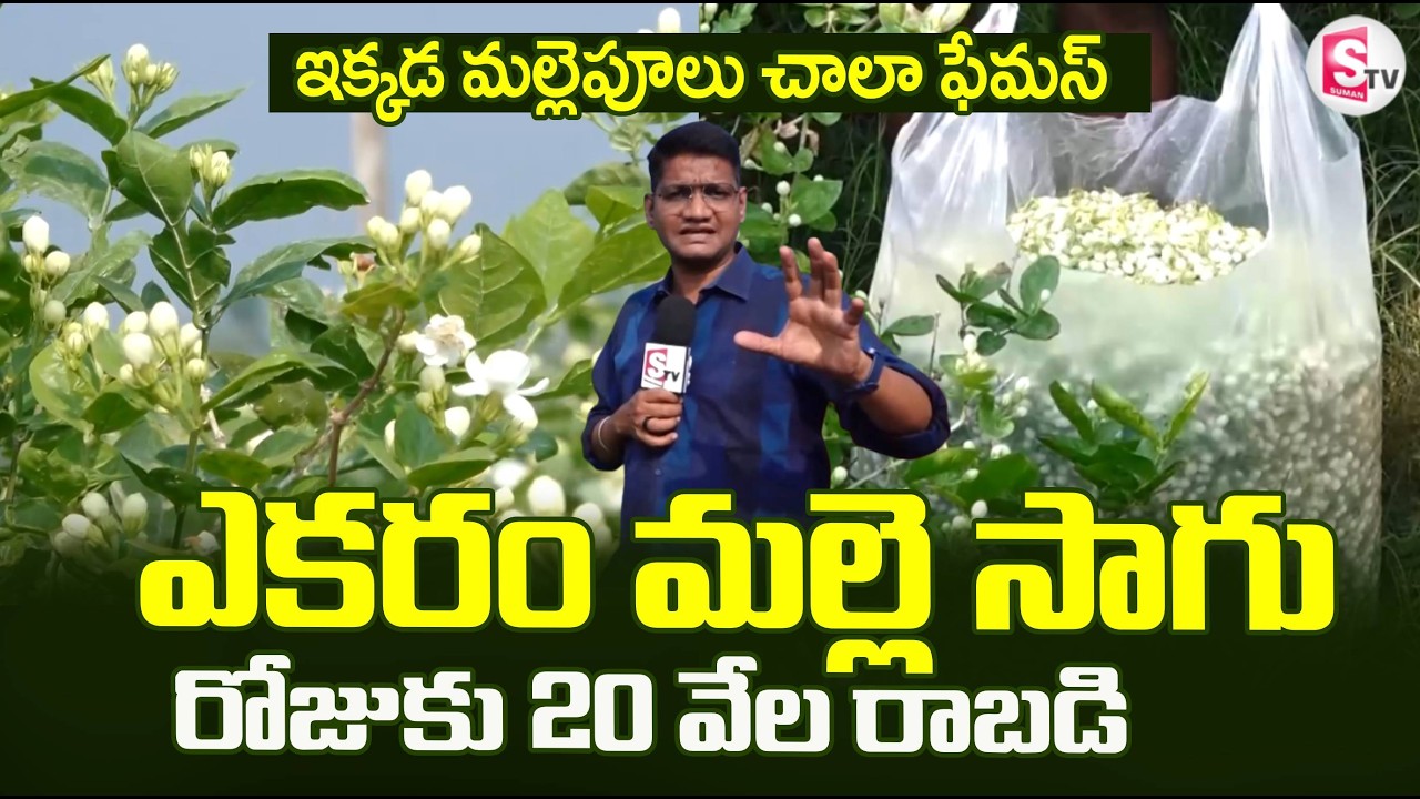 ఎకరం మల్లె  సాగు..రోజుకు 20 వేల రాబడి | Jasmine Farming | Daily Income | @SumanTVRythu