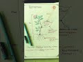 photosynthesis for lower classes#Biology#trending#Glucose#Food#photosynthesis