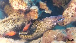 Inmersión de buceo en Calabardina 06 08 2023, Águilas, Murcia.