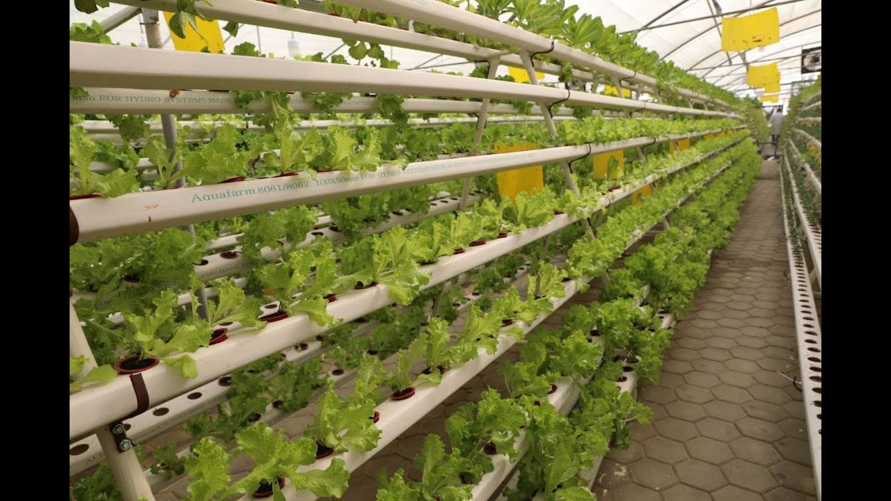 شاهد إزاي تبني منظومة ناجحة في الزراعة المائية الهيدروبونيك بإستخدام أجهزة دلتا ووتر