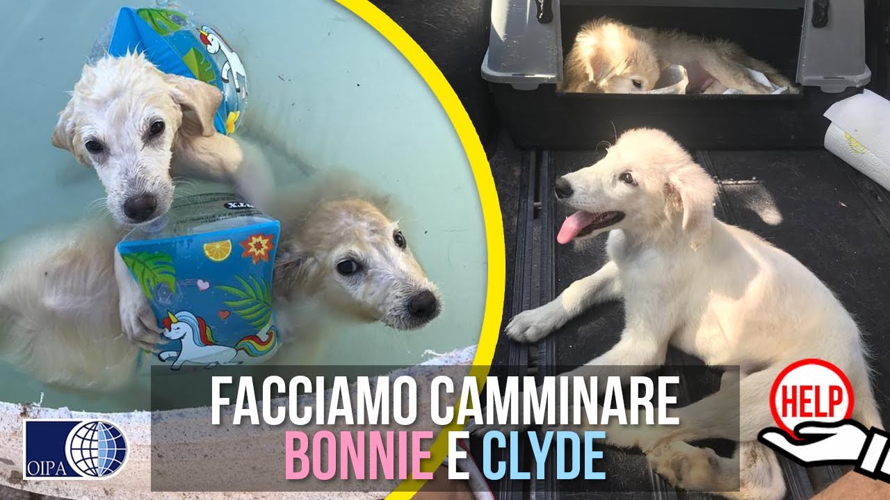 DONIAMO UN FUTURO A BONNIE E CLYDE, DUE CUCCIOLI ABBANDONATI CON PROBLEMI MOTORI