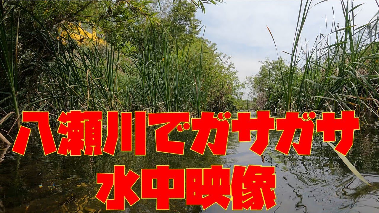 【4K水中映像】相模原市八瀬川でガサガサしてみた。
