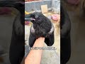カラスが心を開くと
