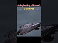 Falcon Hunting Speed ⚡🦅 | Deadliest Sky Predator Attack | Beast Nova #falcon #animal #hunting