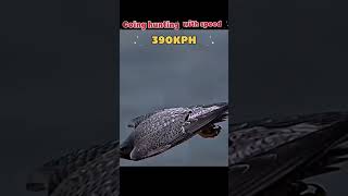 Falcon Hunting Speed ⚡🦅 | Deadliest Sky Predator Attack | Beast Nova #falcon #animal #hunting