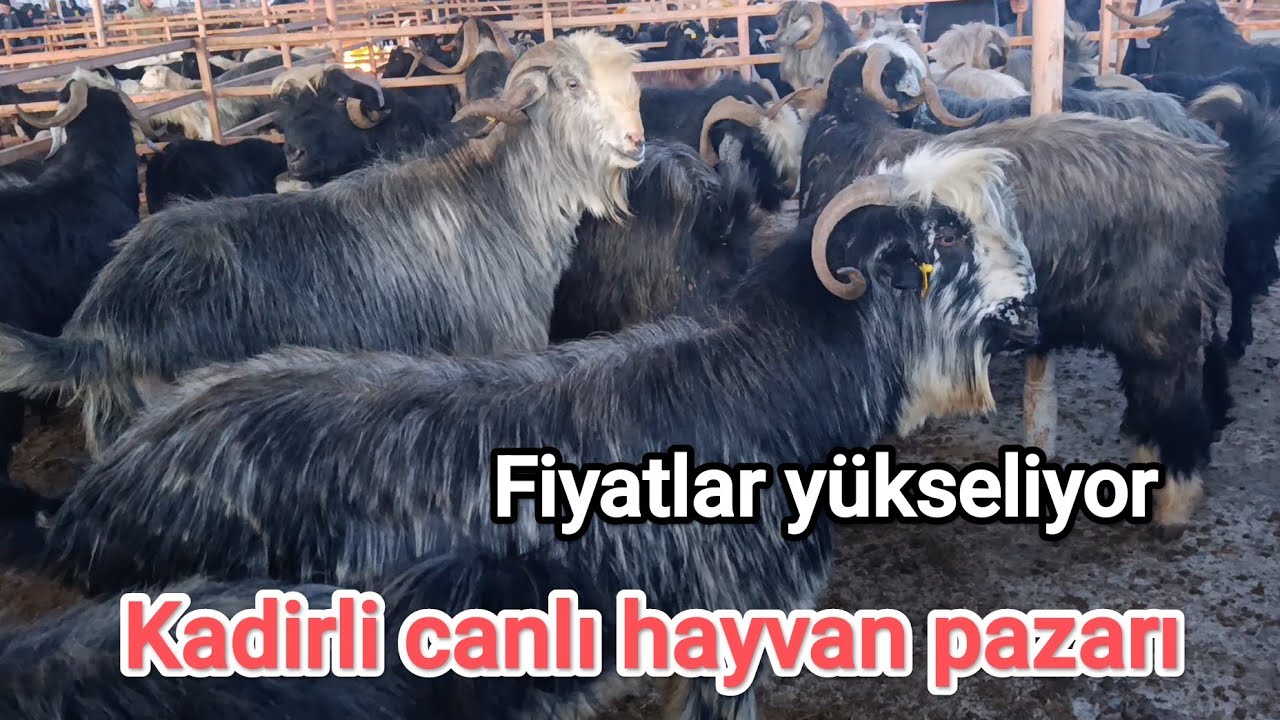 Kadirli canlı hayvan pazarı.. 5 Şubat Perşembe..