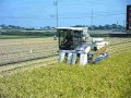 自脱型コンバイン Head-feed combine harvester