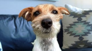 Funny Jack Russell Terrier Compilation by Happy Monkey 2,593,539 views 5 years ago 10 minutes, 24 seconds