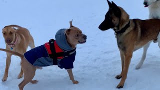 Pit Bull Attacks Belgian Malinois Over Hierarchy