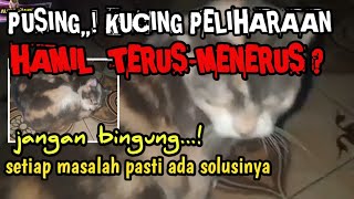 Mencegah kucing tidak hamil • cara agar kucing tidak hamil terus