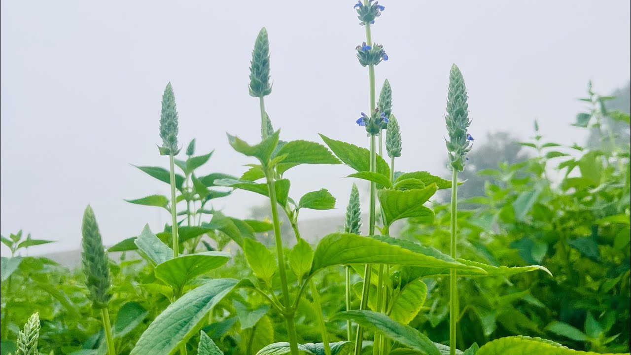 Chiya seed ki kheti 🌱