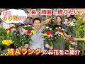 「長く 綺麗に 飾りたい！」最大40％引き　特Aランクのお花をご紹介。