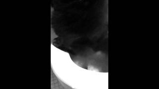 Jett Peeing On The Toilet