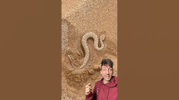 The hidden trap of the desert 👀 #sidewinder #snake