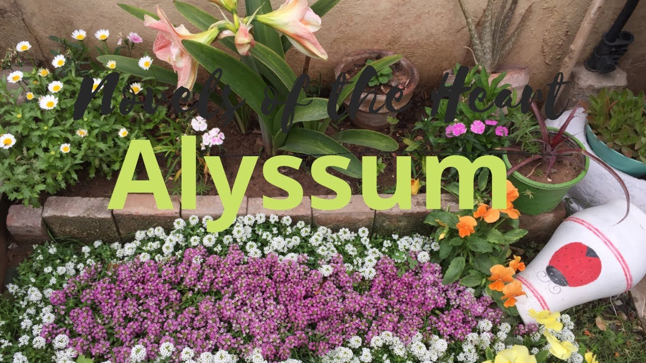 How to Grow Alyssum Alyssum Plant Care YouTube