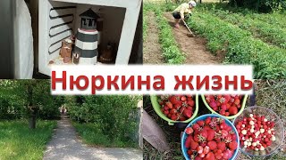 картинка: Пешком по станице // Урожай ягод //  Новые изделия // Работа на участке
