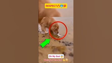Bất ngờ trước hành động đẹp của chú Chó 🔥😱 #shorts #status #trending #respectshorts #allah