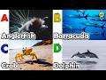 ABC Sea Animals song | Learn Alphabets | English and Animals for Kids | #anglerfish
