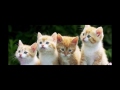 American Wirehair Cat and Kittens | History of the American Wirehair Cat Breed