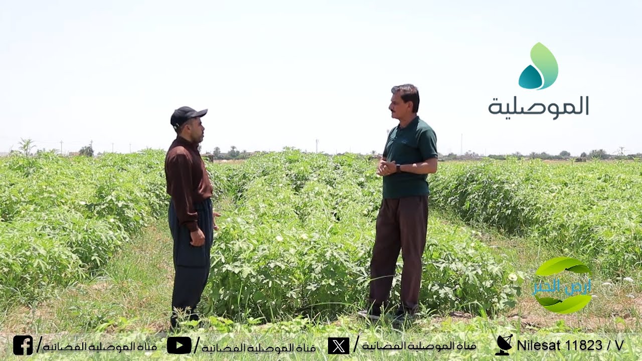 أرض الخير - قرية قبر العبد – ناحية حمام العليل