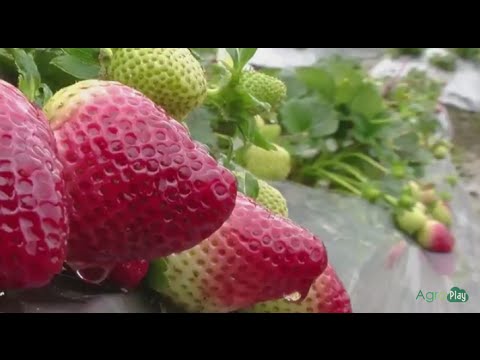 How To Grow Strawberries - TvAgro By Juan Gonzalo Angel