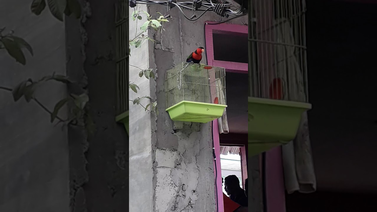 Burung nuri kepala hitam yg pintar 
