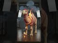 Camel🐫🐫🐫 #burn #fire #fun