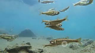 Surprising Symbiosis: When Animals Work Together