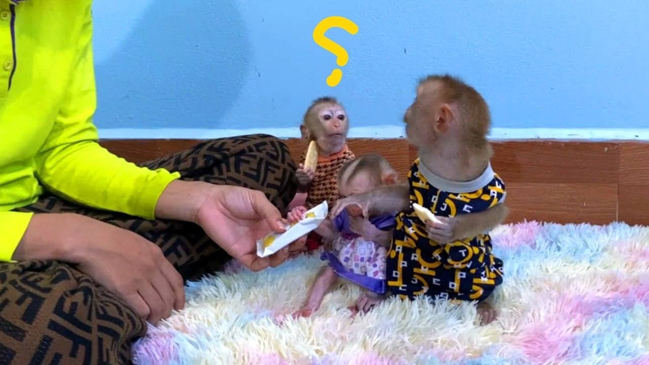 Oh.. Lauqchinq So Hrd When Jueur V/s Tourtour Fiqtinq Face For Food