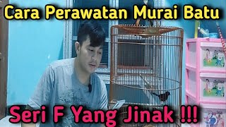 Cara Perawatan Murai Batu Seri F yg jinak !!!