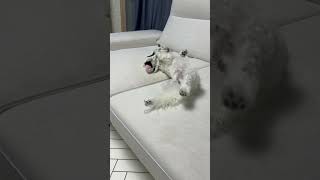 #비숑프리제 #비숑프리제 #비숑브이로그 #혼자놀기달인 #토토 엄마랑 퇴근후 혼저 잘노네~~ 근데 넘 발라당 아니니?? ㅋㅋㅋㅋ