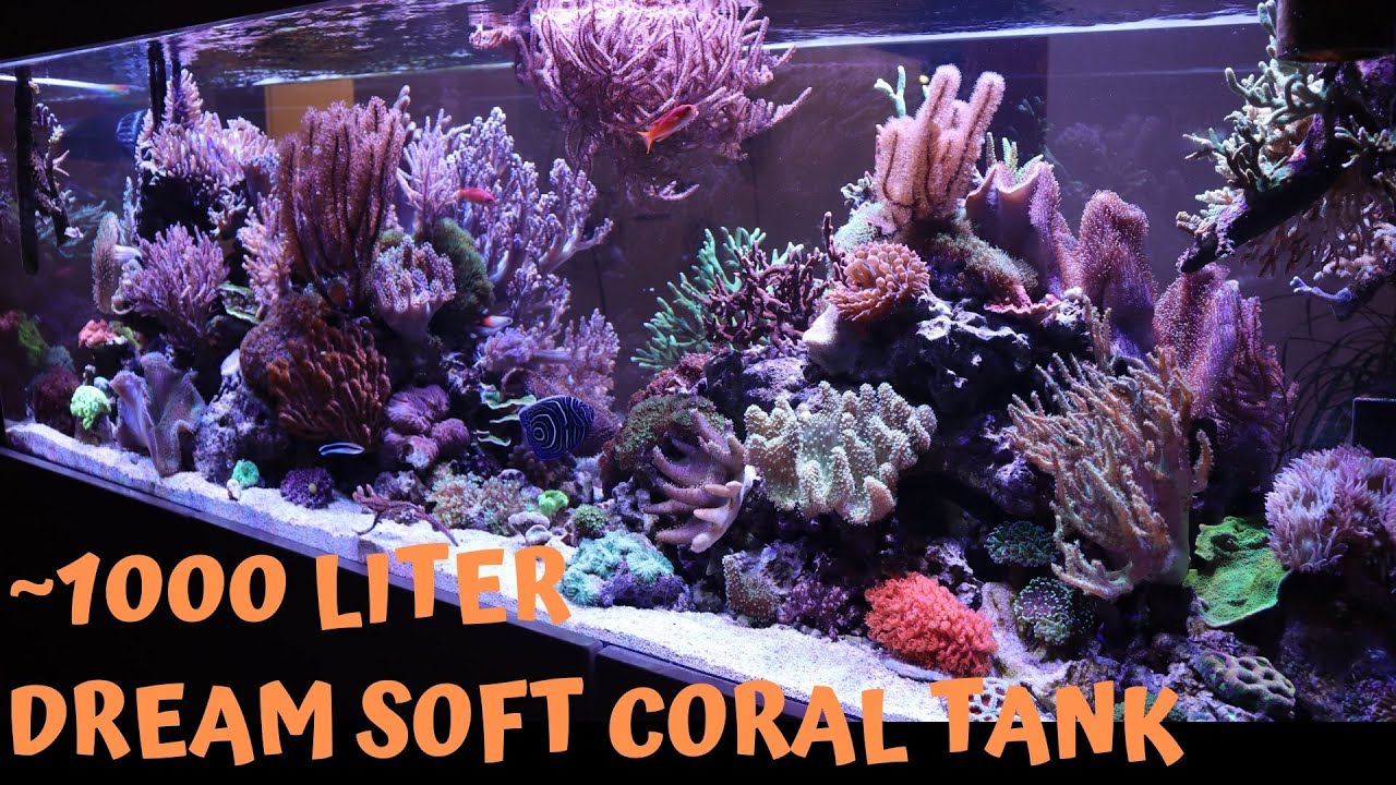 Traumhaftes 1000L  Weichkorallen - Meerwasseraquarium