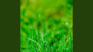 Tranquil Dewdrop Dreams Rainfall Harmony