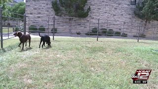 Protect your pets from fireworks