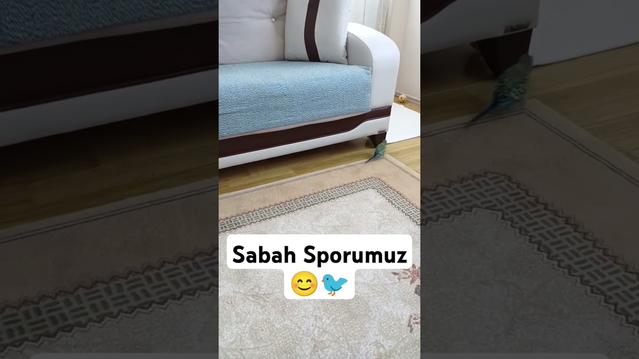 Sabah Sporumuz 🏋️‍♂️ #muhabbetkuşufıstık #muhabbetkusu #muhabbetkuslari #kuslar #parrot #birds