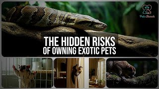The Hidden Dangers of Owning Exotic Pets
