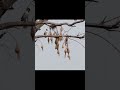 Do you know these birds? #shorts #youtubeshorts #thenaturalangle